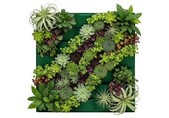 Vibrant succulent wall garden