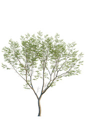 Obraz premium Aphananthe aspera tree, front view, cutout, isolate, A solitary tree with lush green leaves stands alone on a transparent background, evoking a sense of serenity and connection to nature.