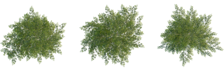 Ulmus x hollandica tree plan, top view, cutout, Good for architecture visualization, isolate, Three green tree tops with lush foliage on transparent background for design and landscaping projects