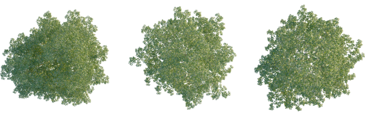 Ulmus carpinifolia tree plan, top view, cutout, Good for architecture visualization, isolate, Three green tree tops with lush foliage on transparent background for design and landscaping projects