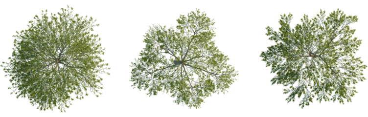 Salix babylonica tree plan, top view, cutout, Good for architecture visualization, isolate, Three green trees with lush foliage on transparent background for design and creative projects