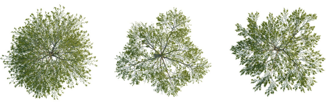 Salix babylonica tree plan, top view, cutout, Good for architecture visualization, isolate, Three green trees with lush foliage on transparent background for design and creative projects