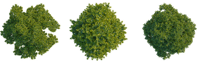 Ligustrum japonicum tree plan, top view, cutout, Good for architecture visualization, isolate, Three green tree tops with lush foliage on transparent background for design and landscaping projects
