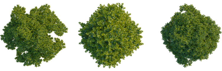 Ligustrum japonicum tree plan, top view, cutout, Good for architecture visualization, isolate, Three green tree tops with lush foliage on transparent background for design and landscaping projects