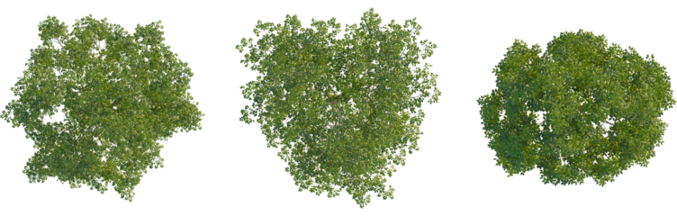 Gymnocladus dioica tree plan, top view, cutout, Good for architecture visualization, isolate, Three green tree tops with lush foliage on transparent background for design and landscaping projects