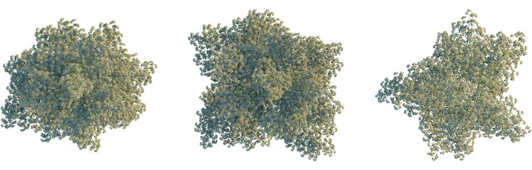 Cornus controversa tree plan, top view, cutout, Good for architecture visualization, isolate,...