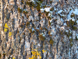 Tree bark background in winter