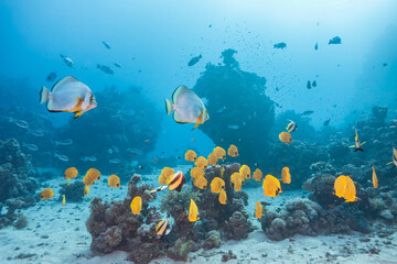 School of tropical reef fish swimming above coral formations and sandy seabed in clear blue ocean water, creating a vibrant underwater seascape with depth, motion and natural light.
