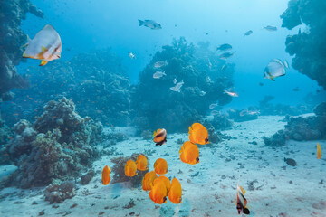 School of tropical reef fish swimming above coral formations and sandy seabed in clear blue ocean water, creating a vibrant underwater seascape with depth, motion and natural light.