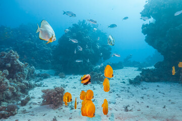 School of tropical reef fish swimming above coral formations and sandy seabed in clear blue ocean water, creating a vibrant underwater seascape with depth, motion and natural light.