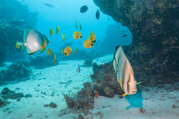 School of tropical reef fish swimming above coral formations and sandy seabed in clear blue ocean water, creating a vibrant underwater seascape with depth, motion and natural light.