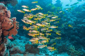 School of tropical reef fish swimming above coral formations and sandy seabed in clear blue ocean water, creating a vibrant underwater seascape with depth, motion and natural light.
