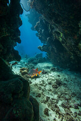 School of tropical reef fish swimming above coral formations and sandy seabed in clear blue ocean water, creating a vibrant underwater seascape with depth, motion and natural light.