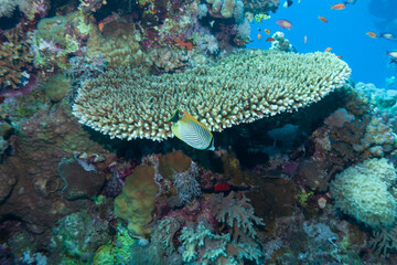 School of tropical reef fish swimming above coral formations and sandy seabed in clear blue ocean water, creating a vibrant underwater seascape with depth, motion and natural light.