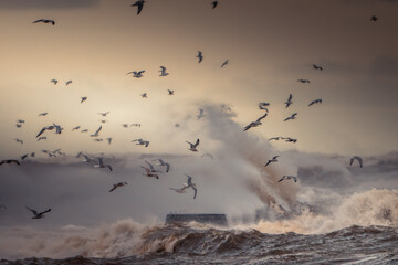 Seagulls Flying Over Stormy Ocean Waves