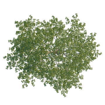 Tilia mongolica tree plan, top view, cutout, isolate, good for architecture visualization, Lush green tree canopy on transparent background for design use