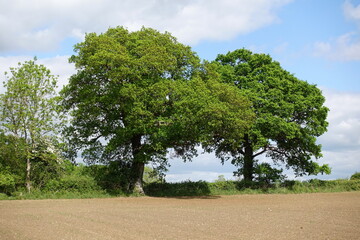 Plowed farmland field with leafy green trees and cloudy blue sky above