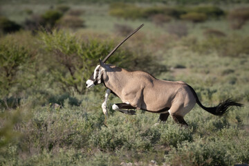 Naklejka premium An Oryx or Gemsbok (Oryx leucoryx) runs through Botswana's Central Kalahari Game Reserve. 