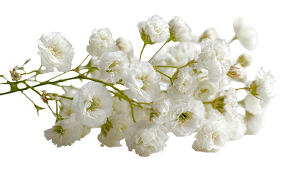 Delicate small white flowers on sprigs against a black background