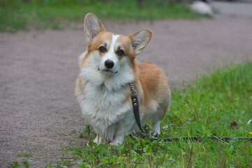 Cute Pembroke Welsh Corgi dog