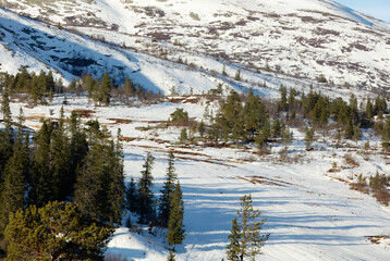 Open terrain rolling snow-covered hillside dotted with scattered pine trees, exposed rock and low vegetation visible beneath winter light, broad natural slope