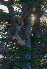 Textured age close view of twisted pine trunk with rough bark and lichen, sun rays filtering through branches creating warm winter highlights