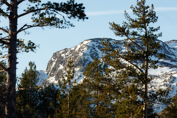 Distant strength of snow-covered mountain peak rising beyond foreground pine trees, rocky face catching clear winter light against pale blue sky
