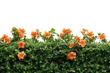 Blooming orange flowers & green foliage on black background