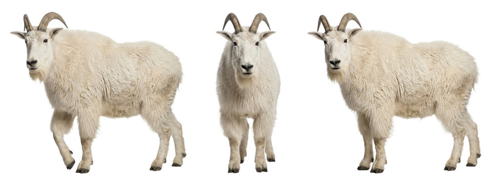 Mountain goat isolated on transparent background
