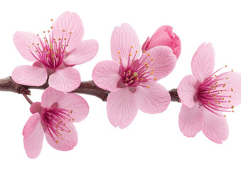 Pink blossoms on a branch, against a stark black background (1)