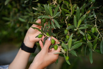 Seasonal green olive harvest, woman checks ripeness of fruit on olive tree. Manual harvesting of organic green olives from traditional Mediterranean groves for preservation. Natural farming concept.