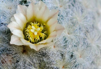 close up of cactus flower