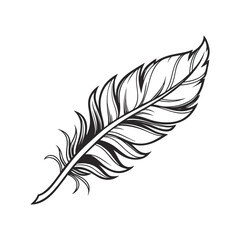 Fototapeta premium feather on white background
