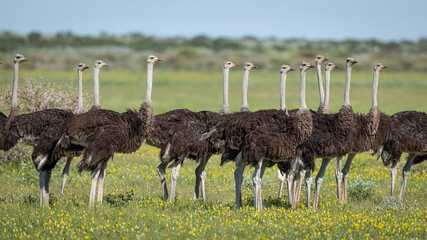 A group of Ostrich (Struthio camelus) stand in a meadow in Botswana's Central Kalahari Game Reserve. 