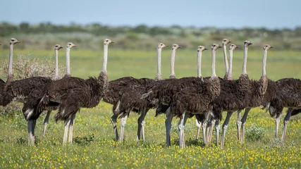 Fotobehang Struisvogel A group of Ostrich (Struthio camelus) stand in a meadow in Botswana's Central Kalahari Game Reserve.   © David W Shaw