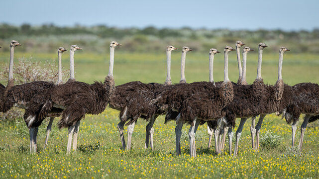 A group of Ostrich (Struthio camelus) stand in a meadow in Botswana's Central Kalahari Game Reserve. 