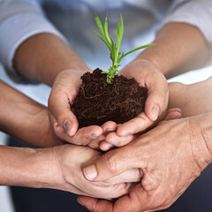 Sustainability, team and hands with plant, office and people with investment opportunity and...