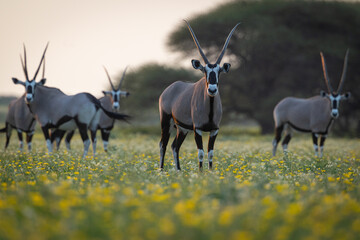 Oryx or Gemsbok (Oryx leucoryx) graze in a meadow of wildflowers in Botswana's Central Kalahari Game Reserve.  © David W Shaw