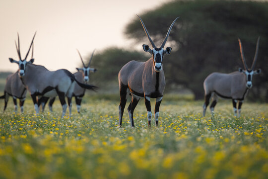 Oryx or Gemsbok (Oryx leucoryx) graze in a meadow of wildflowers in Botswana's Central Kalahari Game Reserve. 