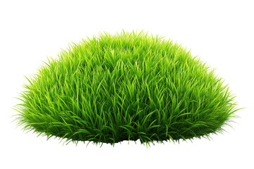 Green, mounded clump of grass against black
