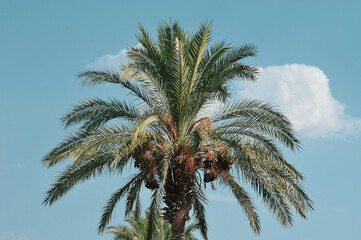 palm tree with dates on a blue   background