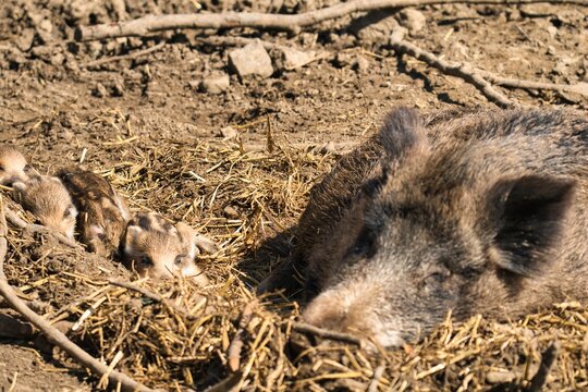 bison, buffalo, tier, s&auml;ugetier, wild lebende tiere, wild, natur, bull, fell, -h&ouml;rner, braun, kuh, gras, abgrasen, park, big, amerika, kopf, green, wald, baum, nest, sommer, fr&uuml;hling, pig, wildschwein