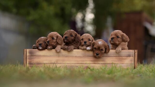 Six adorable Cavapoo puppies are sitting side-by-side in a wooden box. They are on green grass outside, looking at the camera with their cute faces