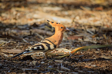 Common hoopoe bird in botanical garden of Santa Cruz de Tenerife, Spain © oleksandr.info