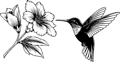 Delicate hummingbird gracefully flying near a blossoming flower, a symbol of nature's beauty, perfect for spring designs and elegant art projects © Muhammad