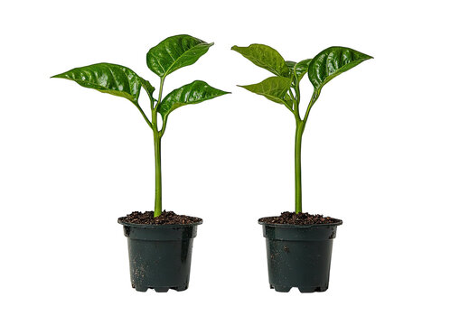 Two small pepper plants in plastic pots, isolated