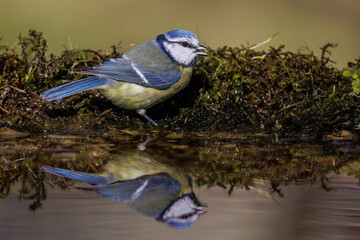 Obraz premium Blaumeise (Cyanistes caeruleus)