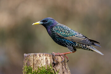 Star (Sturnus vulgaris)