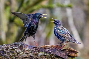 Stare (Sturnus vulgaris) streiten sich