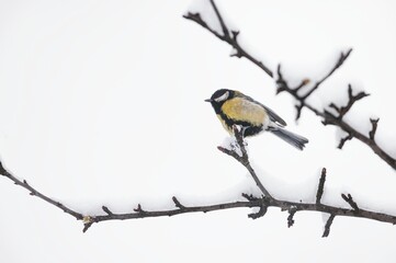 A vibrant bird sits gracefully on a bare branch adorned with soft white snow. This peaceful scene...
